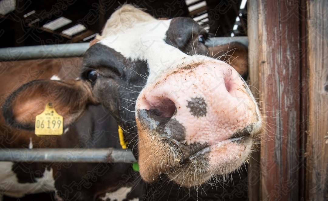 셀트리온 초유 단백질20