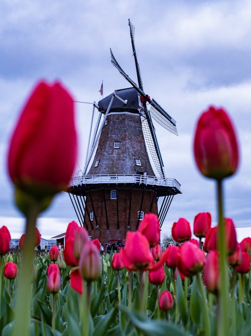 🌸 2025년 봄꽃 축제 일정 한눈에 보기