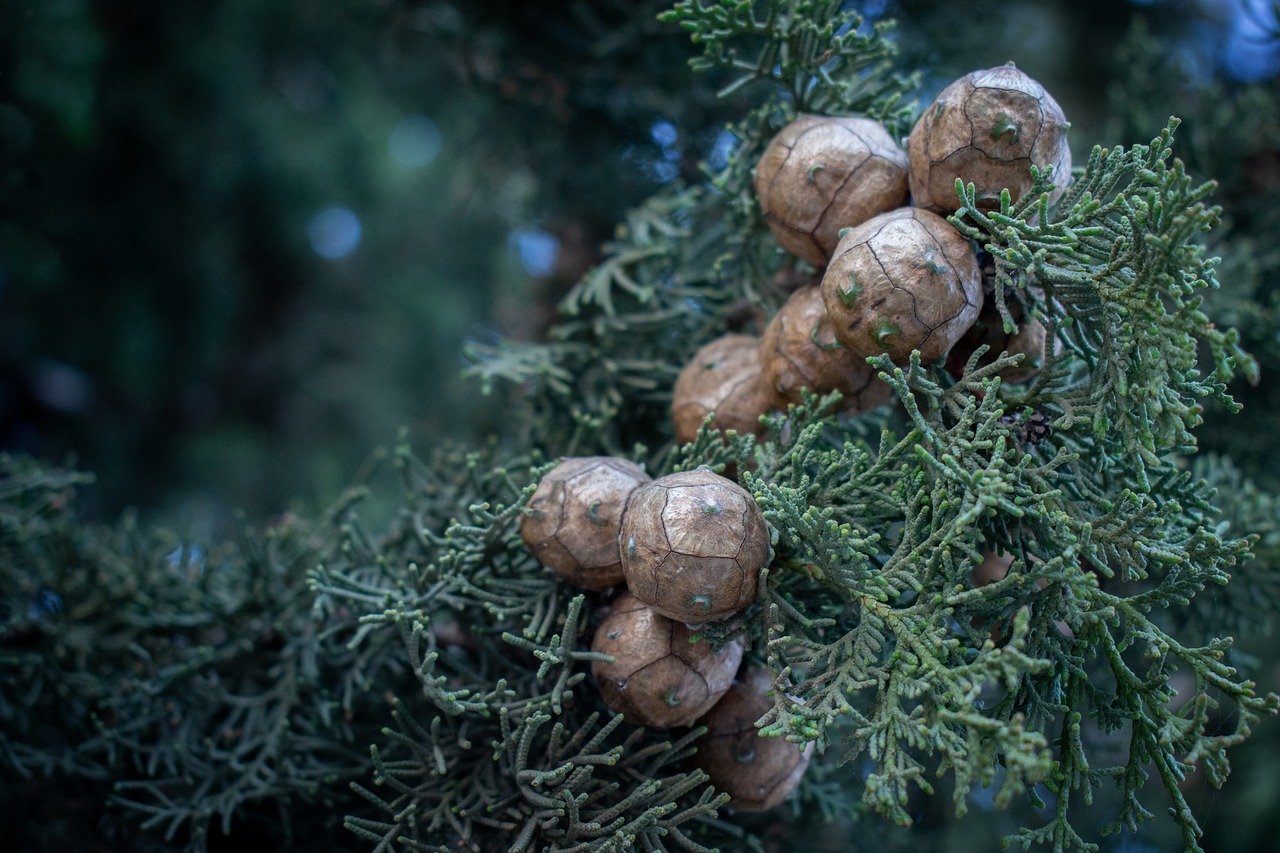 싸이프러스 Cypress