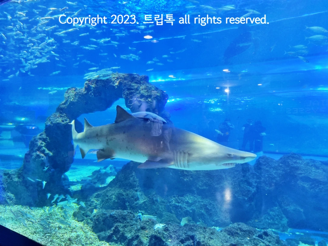 대형 수족관에 아기상어를 엎은 큰 상어가 헤엄치고 있다.