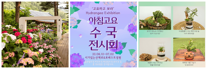 아침고요 수국전시회 사진