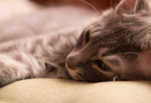 축 늘어지는 고양이