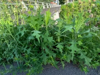 왕고들빼기 효능과 섭취시 주의사항 건강 정보_14