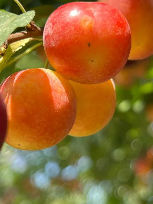 자두-효능과-부작용-하루-섭취량-관련-자두-사진