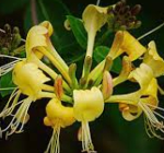 그린세라-F(인동덩굴꽃봉오리추출물, 금은화추출물) 효능 9가지