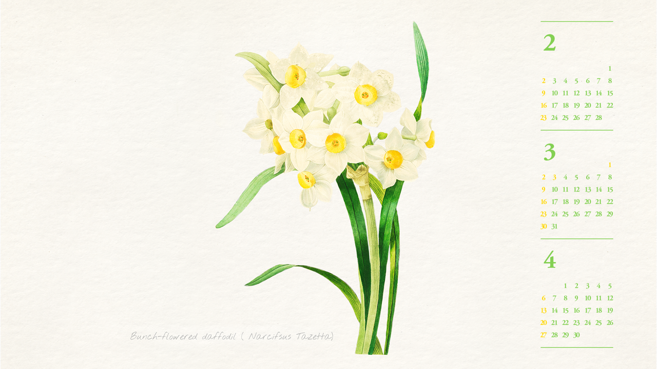12 흰색 수선화 일러스트 B - 2025년3월 노트북배경화면
