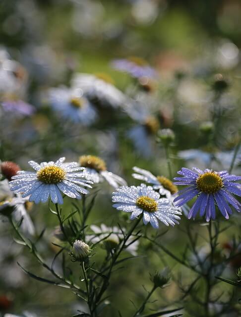 2025 장성 황룡강 가을꽃축제｜전남 대표 가을꽃 명소 총정리
