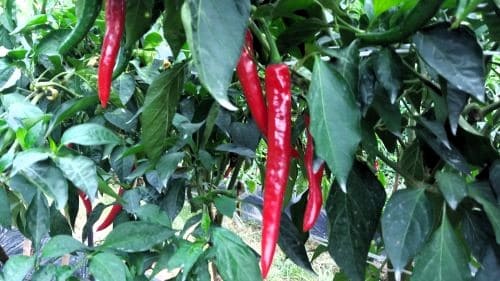 홍고추-수확-태양초-고추-말리기