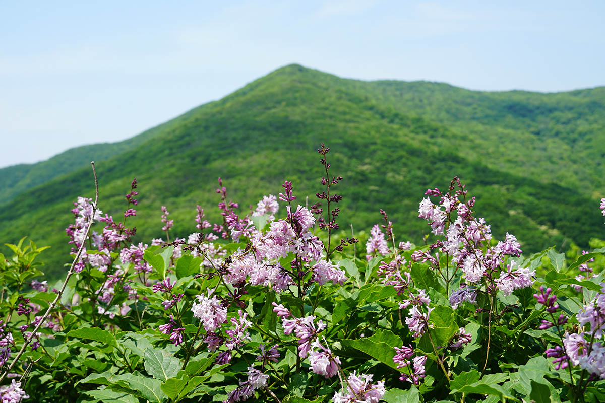 점봉산