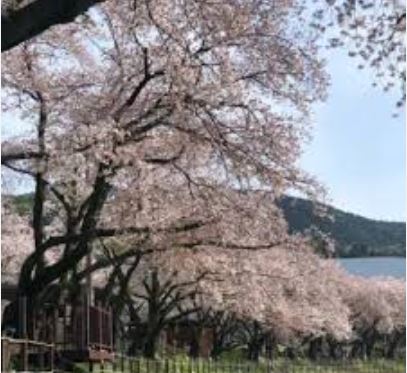 충주 벚꽃
