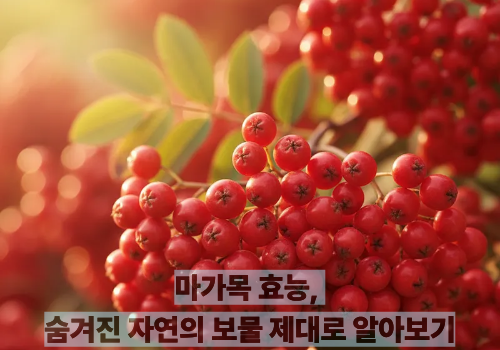 마가목 효능, 숨겨진 자연의 보물 제대로 알아보기