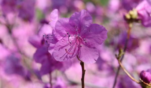 2025년 진달래 개화시기