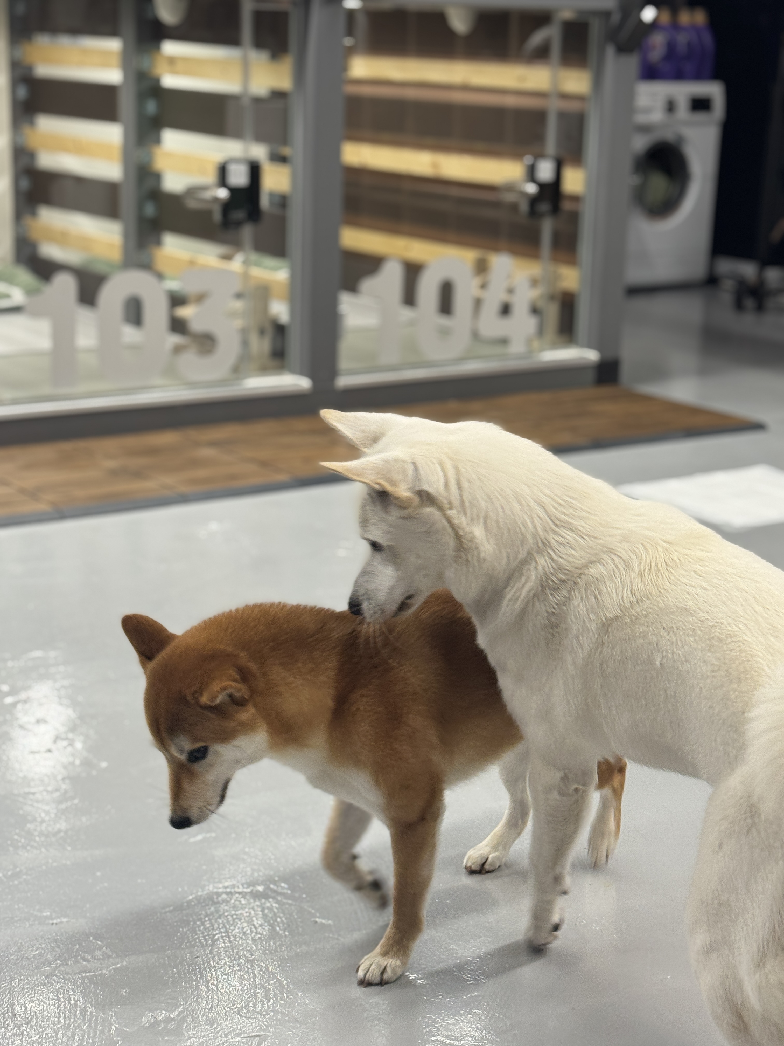 강아지 사이에도 매너가 존재합니다