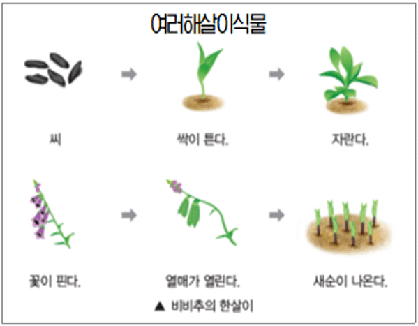 비비추 한살이