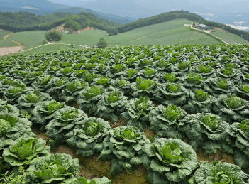 괴산 순창 해남 절임배추 산지 전경