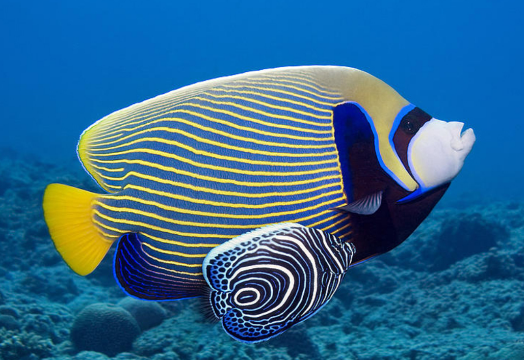 엔젤피쉬(Angelfish)