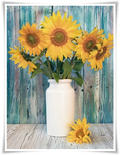 여름의 상징 희망과 사랑의 꽃 &quot;해바라기&quot;