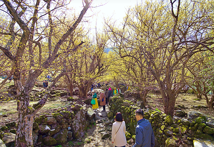 구례 산수유