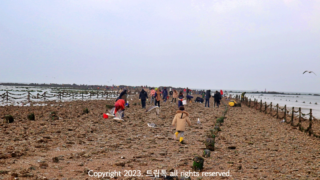 흙빛의 길이 바다사이에 갈라져서 드러나고 그 위에 사람들이 다닌다