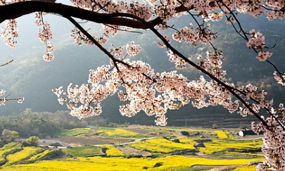 유채꽃 개화시기