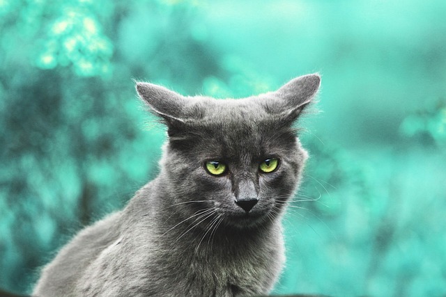 고양이 사료 추천 및 주의사항