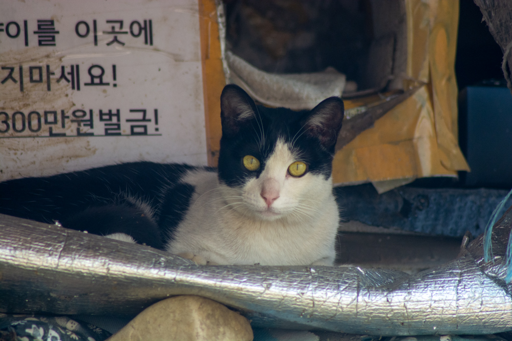 2023년 3월 29일 광명시 안양천 벚꽃길 근황