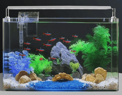 구피를 잘 키우기 위한 최적의 사육환경