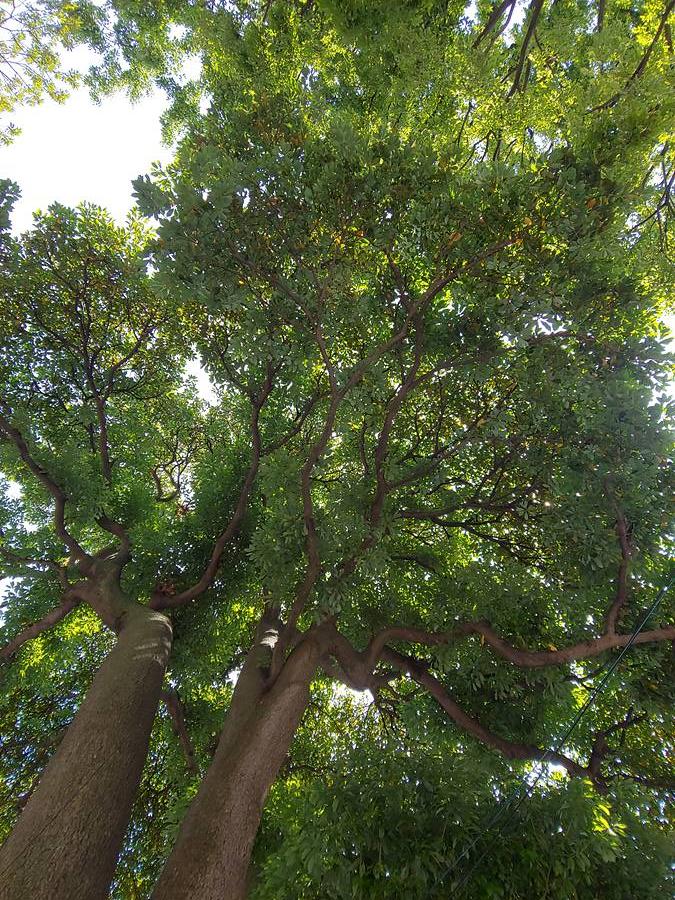 울릉도 저동 관해정에 있는 후박나무