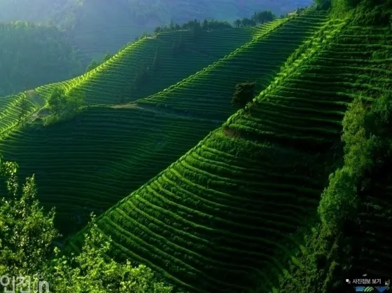 보성 녹차밭 대한다원 입장료 주차 코스 정보 총정리_7