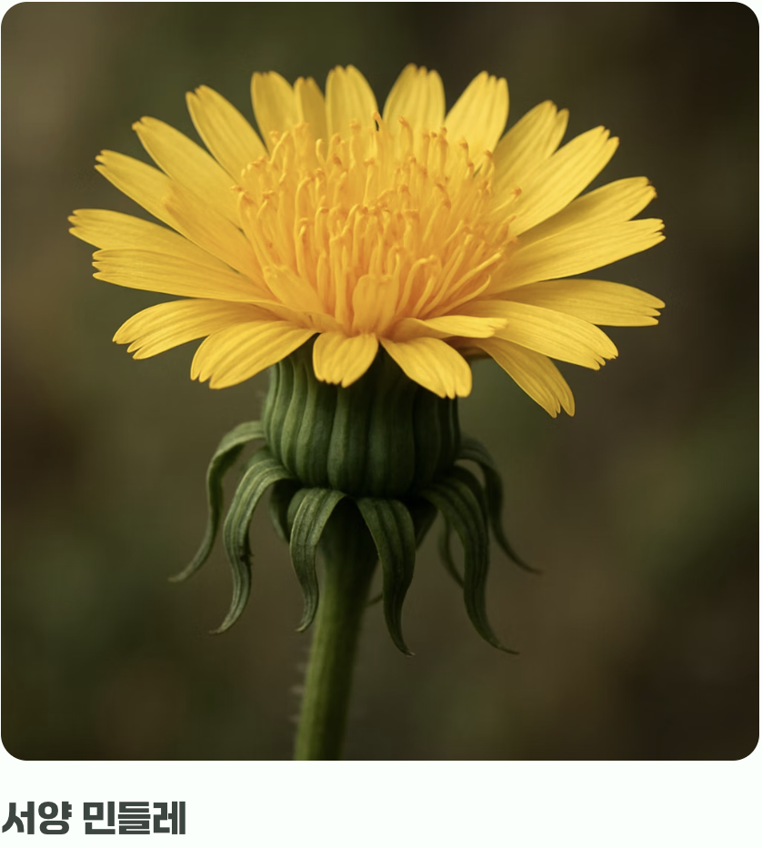 첫걸음, 내가 키울 '진짜 우리 민들레' 알기