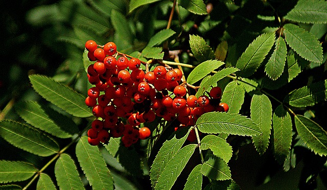 마가목의 부작용