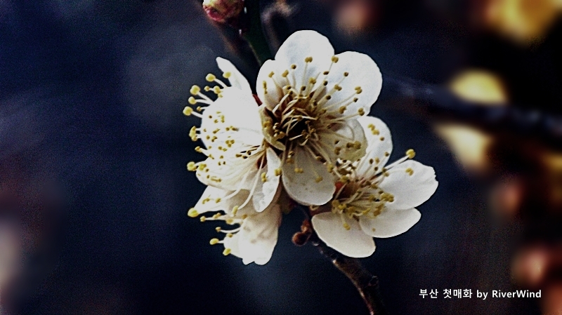 봄의전령매화