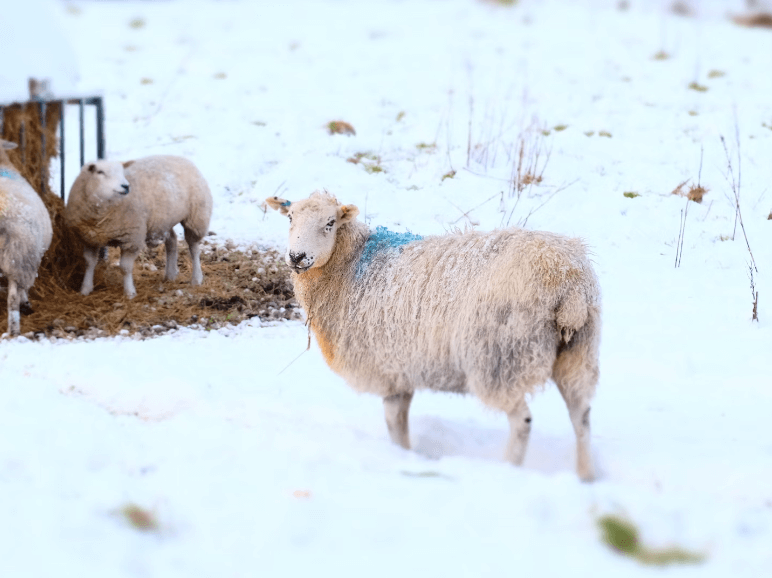 강원도 대관령 양떼목장