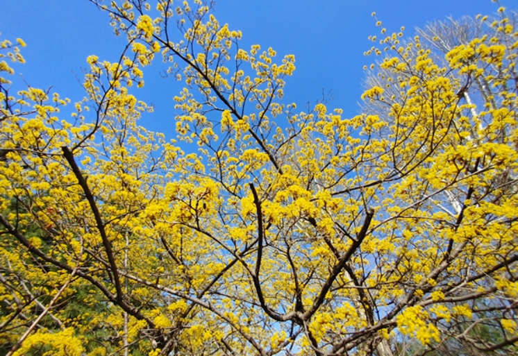 산수유