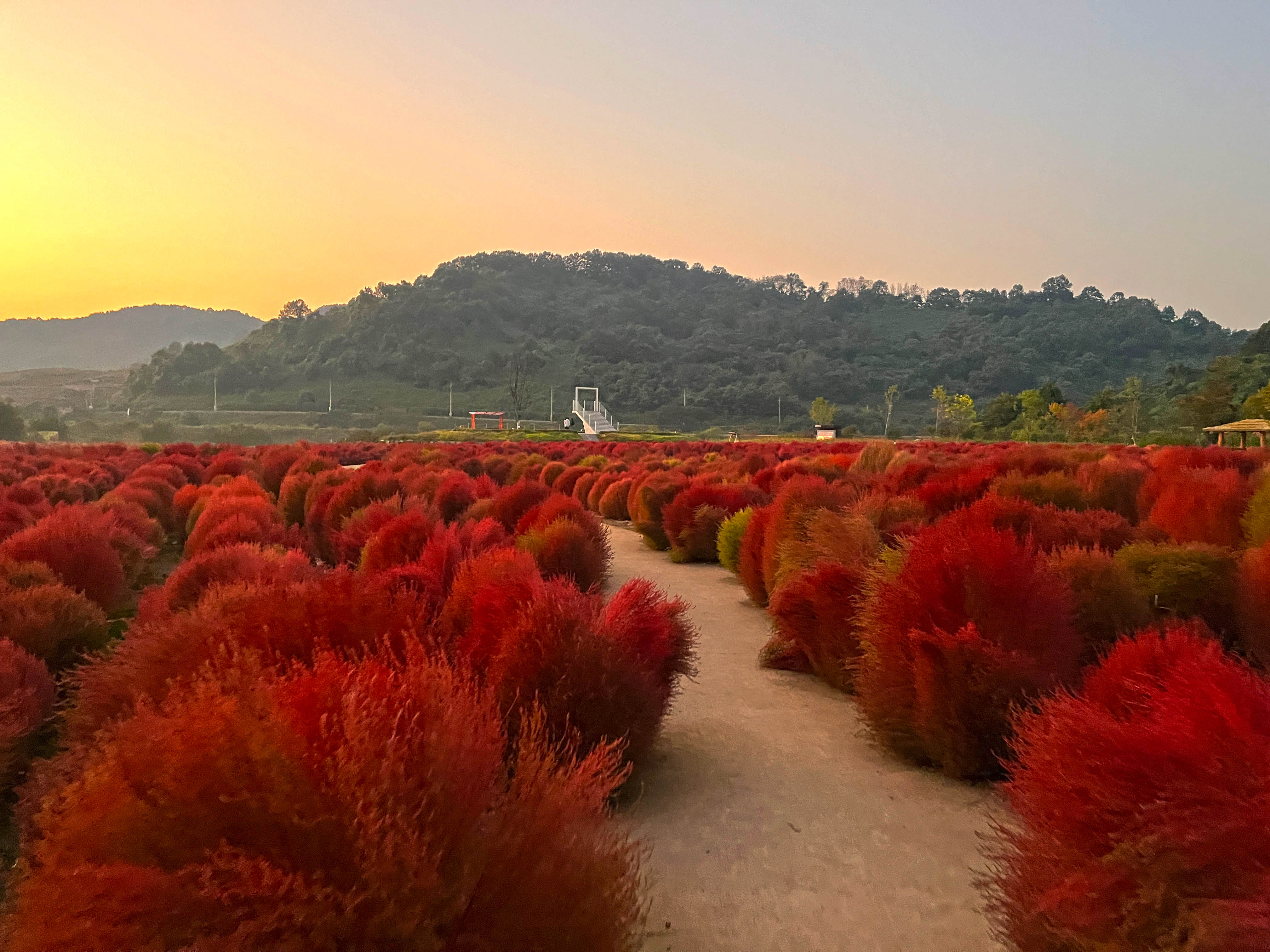 연천 임진강 댑싸리 공원