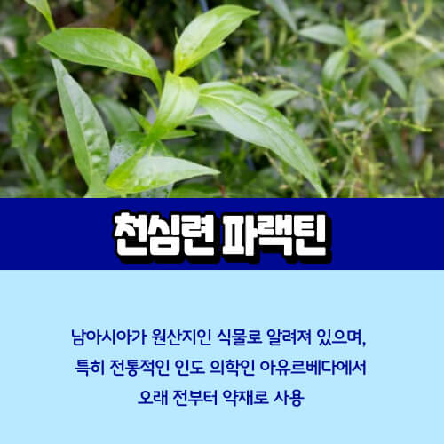 천심련_파랙틴