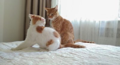 고양이 싸움에는 규칙