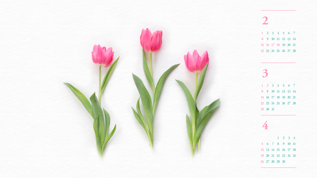 03 핑크 튤립 B - 2026년3월 달력배경화면