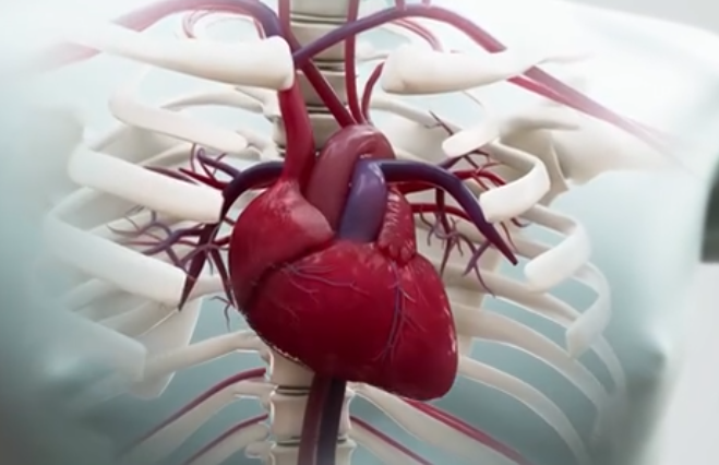 심장의 구조, 심장의 기능