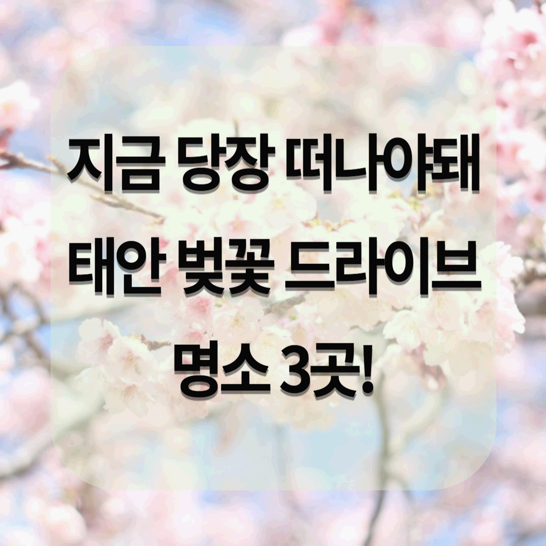 2025 태안 벚꽃 드라이브 명소 3곳! 남면 벚꽃길, 안면암, 천리포수목원 가는 길 총정리