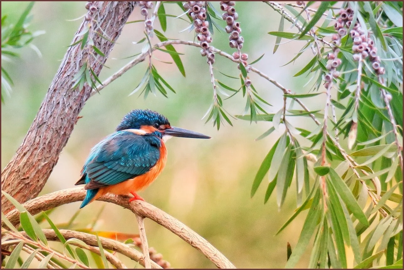 은행 정기예금 금리비교
