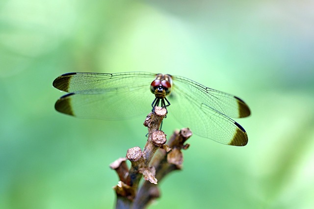 아침고요수목원