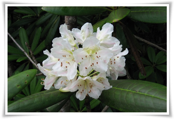 "진달래꽃" 나보기가 역겨워 가실 때에는 ... 봄을 알리는 분홍빛 향연!