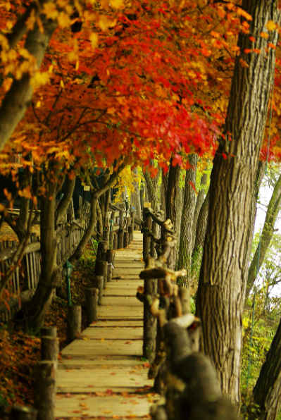 남이섬 가을 풍경