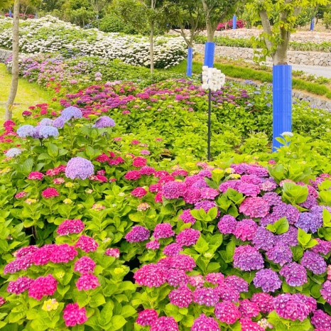 도초도 수국축제