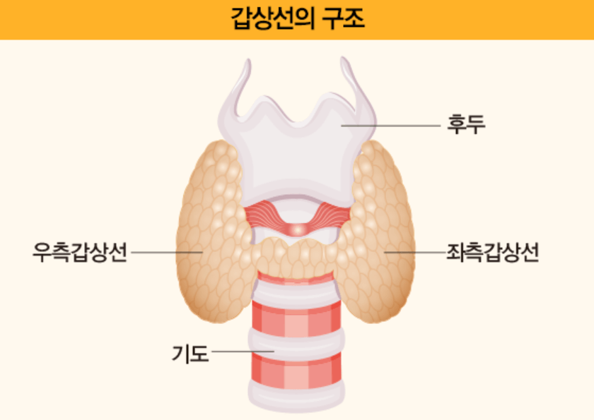 갑상선-기능-항진증-증상