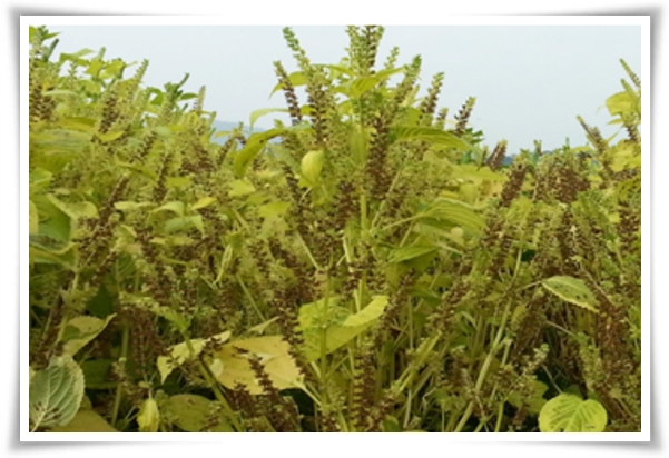 "10월, 들깨 수확해야 해요!" 건강과 맛을 한 번에 얻는 들깨 수확법!