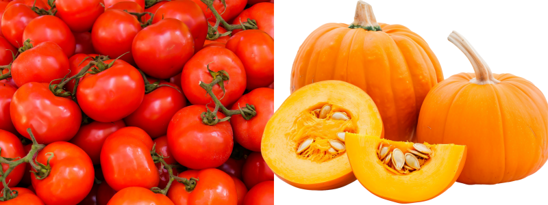 토마토, 호박 수확한 이미지