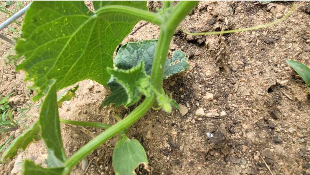 잎과-잎-사이에서-자라고-있는-곁순과-오이꽃