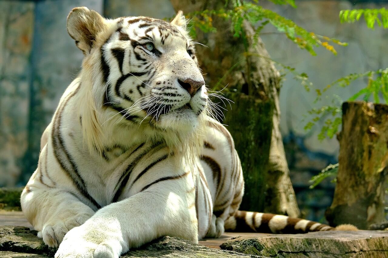 2025년 7월, 호랑이띠(寅띠) 운세